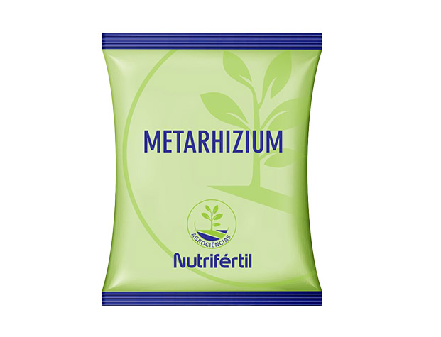 Metarhizium