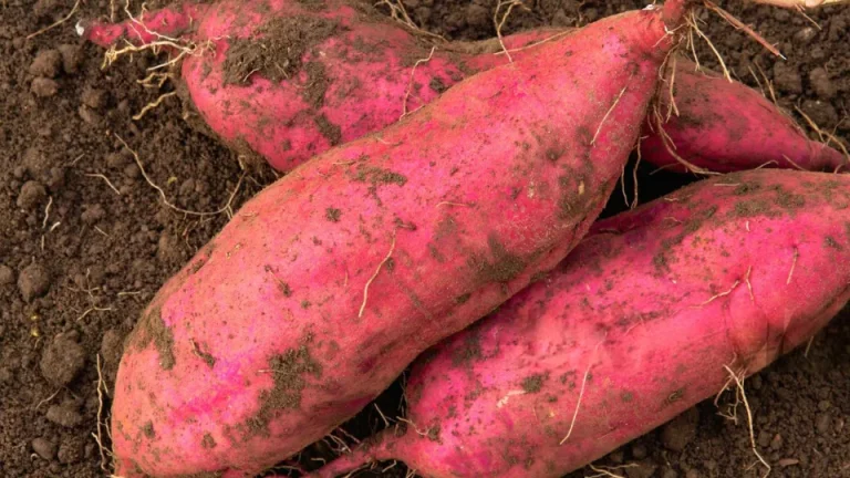 Fases de desenvolvimento e manejo da batata-doce do plantio à colheita