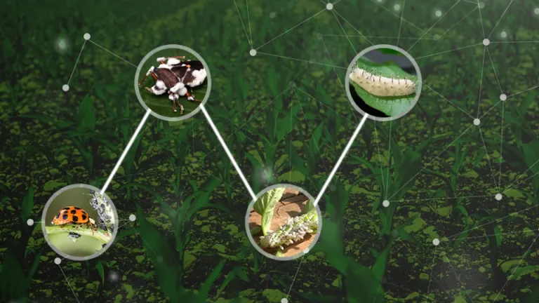 Controle biológico e microrganismos utilizados no manejo agrícola