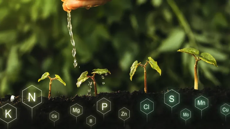 O magnésio é um dos macronutrientes mais importantes para as plantas, mas ainda é subestimado por muitos produtores. Além de ser um componente essencial da clorofila, sua atuação vai muito além da fotossíntese, influenciando diretamente a eficiência do metabolismo vegetal e, consequentemente, a produtividade.