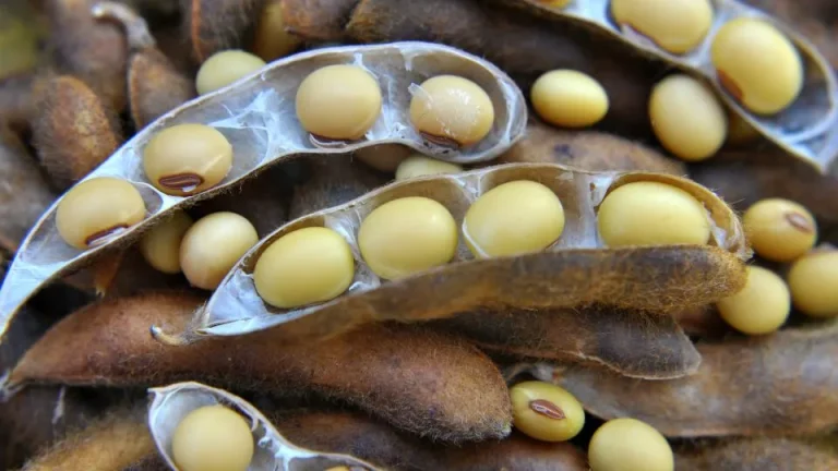 Falhas de manejo que podem limitar o enchimento de grãos