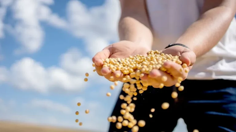 Micronutrientes relacionados ao metabolismo do nitrogênio em culturas agrícolas
