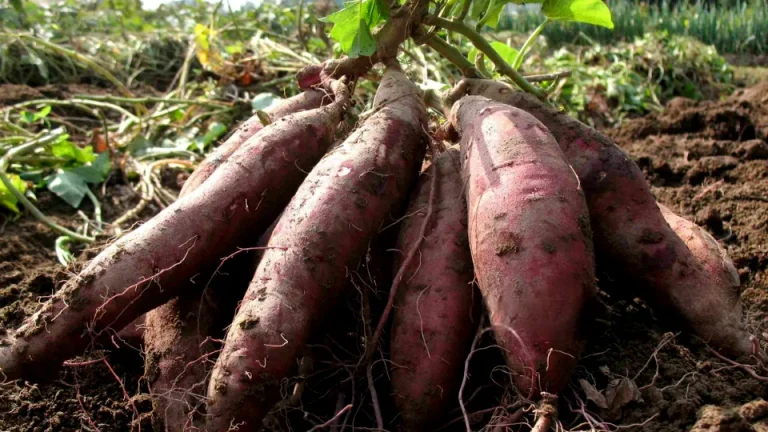 Nutrição mineral e desenvolvimento de raízes tuberosas da batata-doce