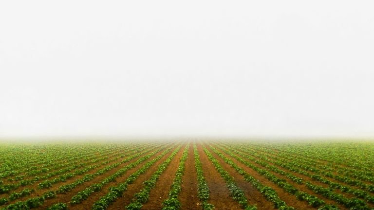 Lavoura verde em desenvolvimento representando o manejo nutricional com silício