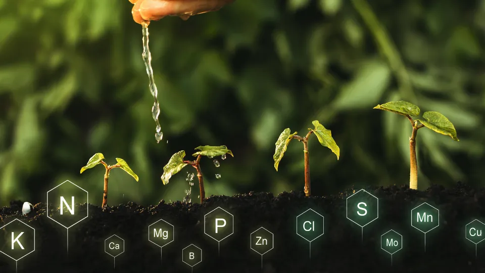 O magnésio é um dos macronutrientes mais importantes para as plantas, mas ainda é subestimado por muitos produtores. Além de ser um componente essencial da clorofila, sua atuação vai muito além da fotossíntese, influenciando diretamente a eficiência do metabolismo vegetal e, consequentemente, a produtividade.