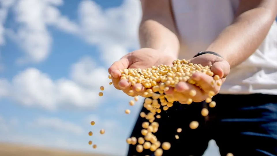 A nutrição vegetal é um dos pilares para a produtividade agrícola. Além dos macronutrientes (como nitrogênio, fósforo e potássio), os micronutrientes desempenham um papel essencial no metabolismo das plantas, influenciando processos como a fotossíntese, a fixação biológica de nitrogênio e a resistência ao estresse ambiental.