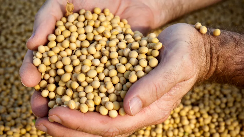 Uma das estratégias mais eficientes para aumentar a produtividade agrícola é otimizar o transporte de nutrientes para os grãos. Isso envolve garantir que a planta tenha energia suficiente para acumular carboidratos e transportá-los de forma eficiente para o grão.
