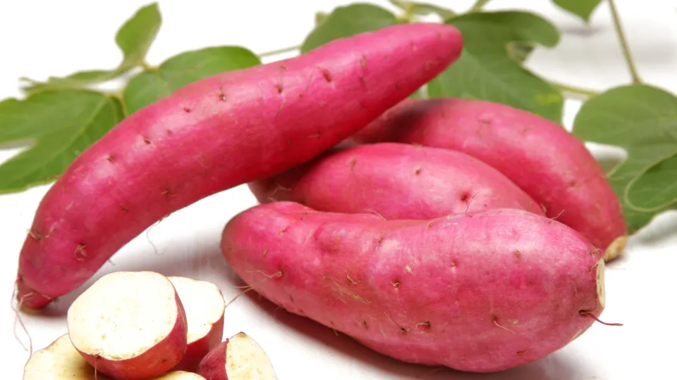 A batata-doce (Ipomoea batatas) é uma cultura rústica e adaptável, mas para alcançar altas produtividades com tubérculos de qualidade, a adubação correta é essencial.