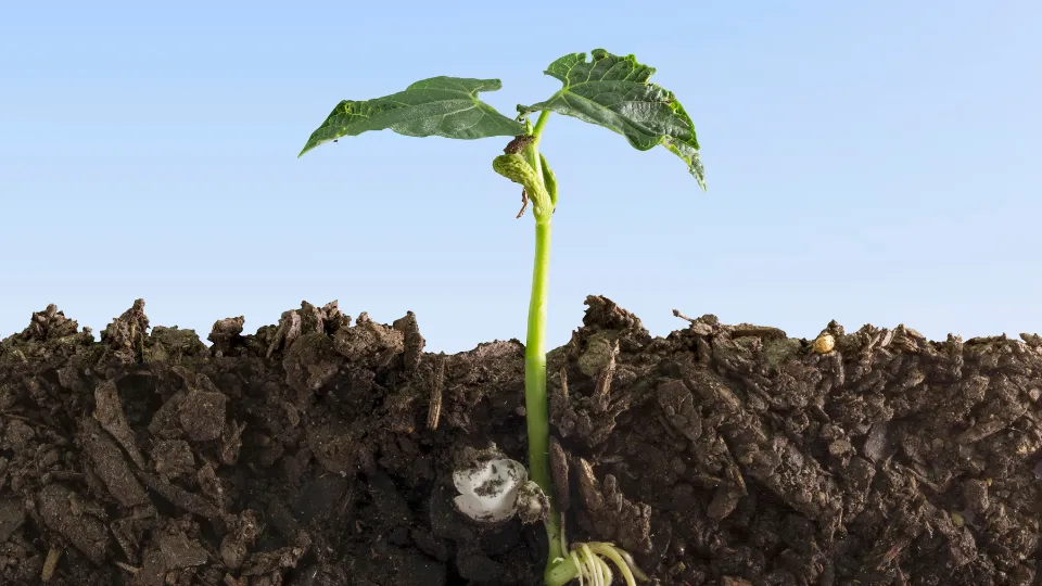 Agora que entendemos a importância do perfil de solo para a produtividade e resiliência das lavouras, vamos aprofundar na construção desse perfil. Esse processo envolve correções químicas, melhoria da estrutura física e fortalecimento da biologia do solo.