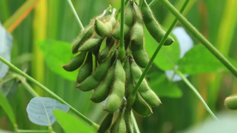 Enchimento de grãos e manutenção da área foliar ativa na lavoura