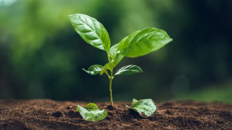 O cultivo de mudas exige cuidados específicos para garantir o desenvolvimento saudável das raízes e maior taxa de sobrevivência.