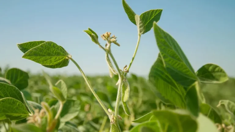 No mundo da agricultura, a eficiência no uso da água e a otimização do crescimento das plantas nunca foram tão cruciais.