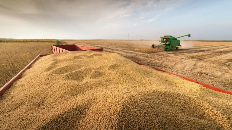 Zinco: O Micronutriente Secreto para a Produtividade da Soja que Você Precisa Conhecer A Carência de Zinco no Solo e Seus Efeitos na Produtividade
