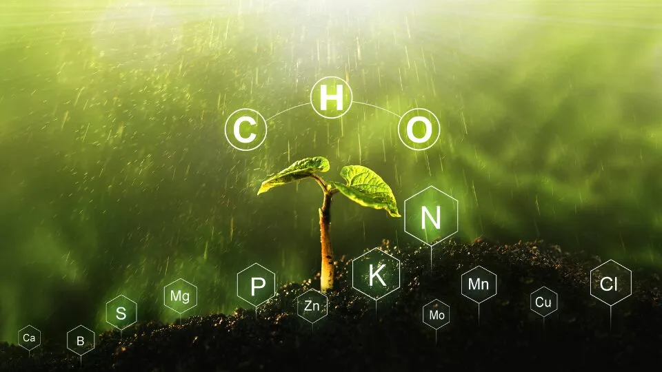 O cobre é um dos micronutrientes mais essenciais para altas produtividades agrícolas, mas, por muito tempo, foi negligenciado. Agora, com um entendimento maior sobre fotossíntese, estruturação de plantas e resistência a doenças, o cobre está ganhando destaque, assim como o boro ganhou no passado.