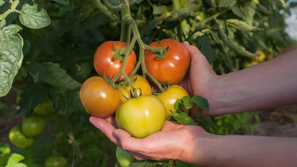 Cultivar tomates pode ser uma tarefa desafiadora. Muitos agricultores enfrentam problemas como folhas amareladas, crescimento lento e baixa produtividade.