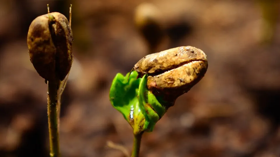 A busca por soluções inovadoras para aumentar a eficiência hídrica na agricultura tem levado ao uso de tecnologias como o gel de plantio à base de poliacrilato de potássio.