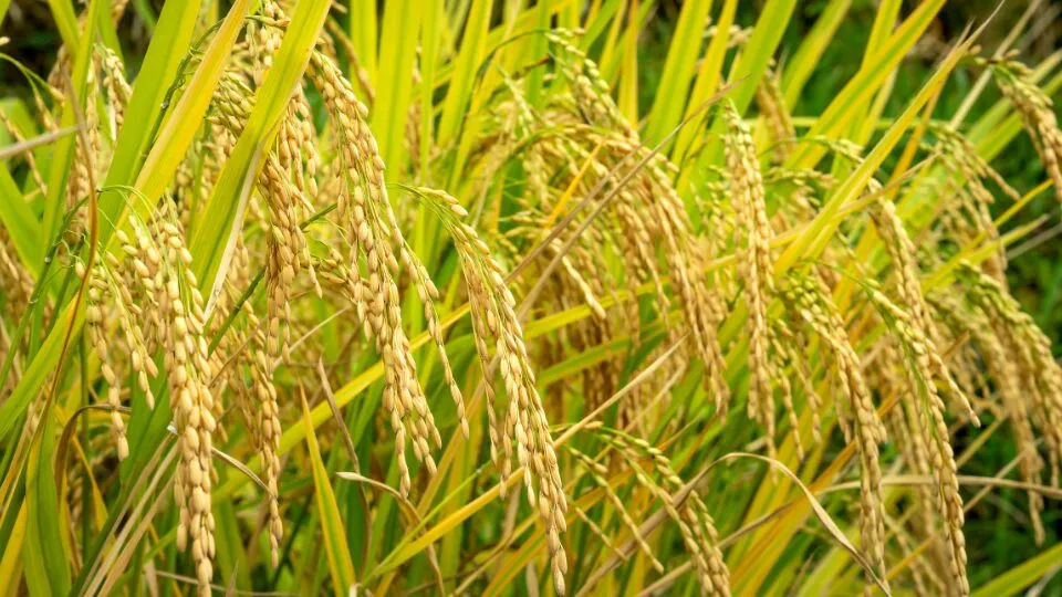 O uso de silício na agricultura tem ganhado destaque devido aos seus inúmeros benefícios para o fortalecimento das plantas, aumento da resistência a pragas e doenças e melhora da produtividade.