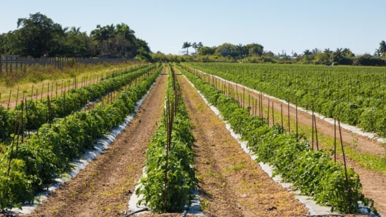 FITONEEM à base de óleo de neem para uso agrícola conforme registro vigente