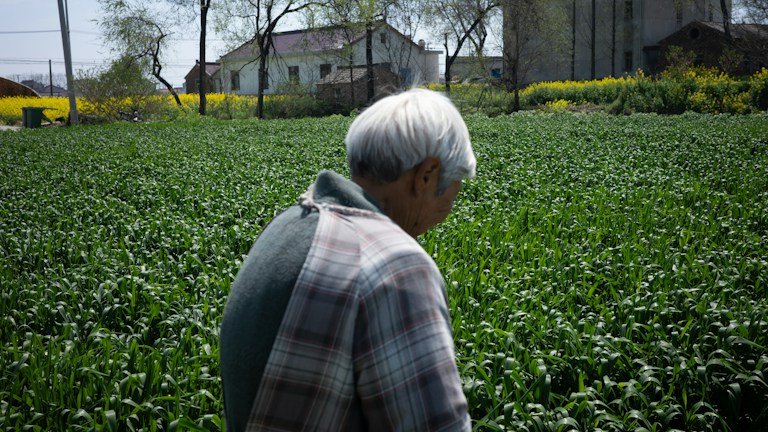 Produtor caminhando em lavoura durante monitoramento de campo no manejo integrado de pragas