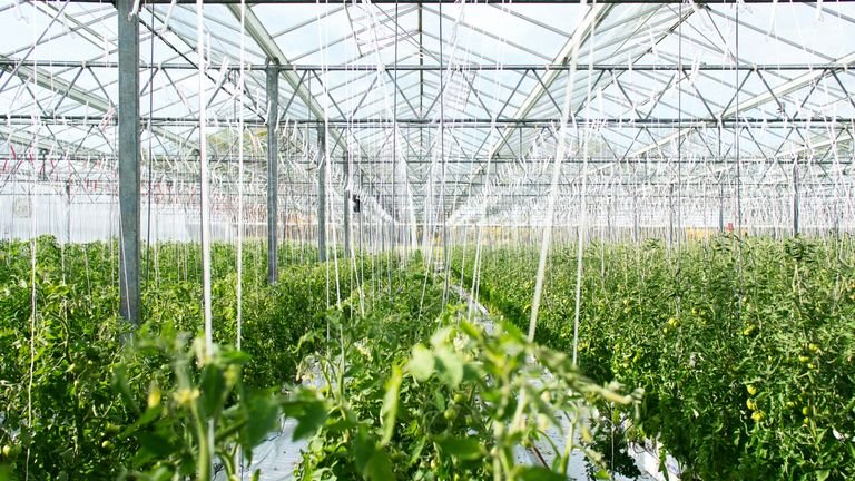 Cultivo comercial de tomate em ambiente protegido com fileiras de tomateiros