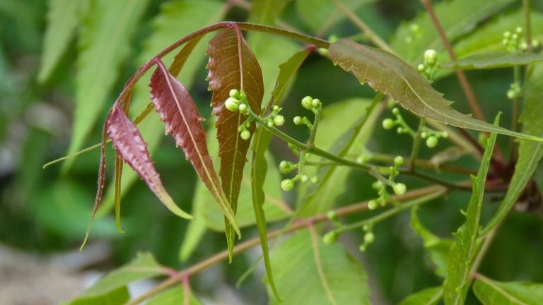 Folhas jovens de neem (Azadirachta indica) em ambiente natural