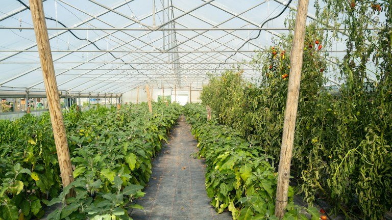 Cultivo comercial de hortaliças em ambiente protegido para monitoramento de pragas como mosca-branca e pulgões