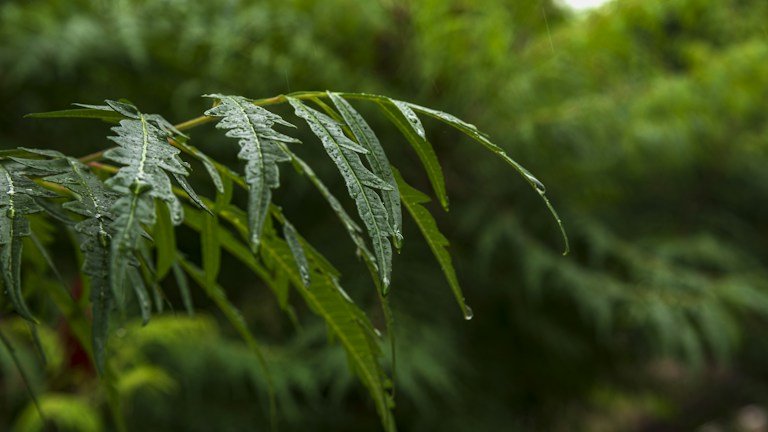 Folhagem verde associada ao neem em contexto de agricultura orgânica e manejo técnico de pragas