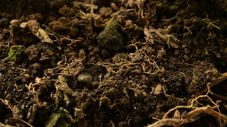 Solo agrícola em detalhe representando a rizosfera e o manejo com substâncias húmicas
