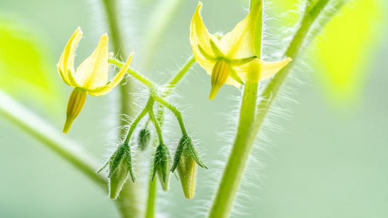 Flores de tomateiro em desenvolvimento representando manejo nutricional durante florada e pegamento