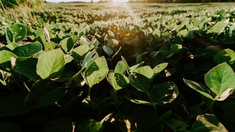 Lavoura de grãos em desenvolvimento representando manejo nutricional próximo à fase reprodutiva