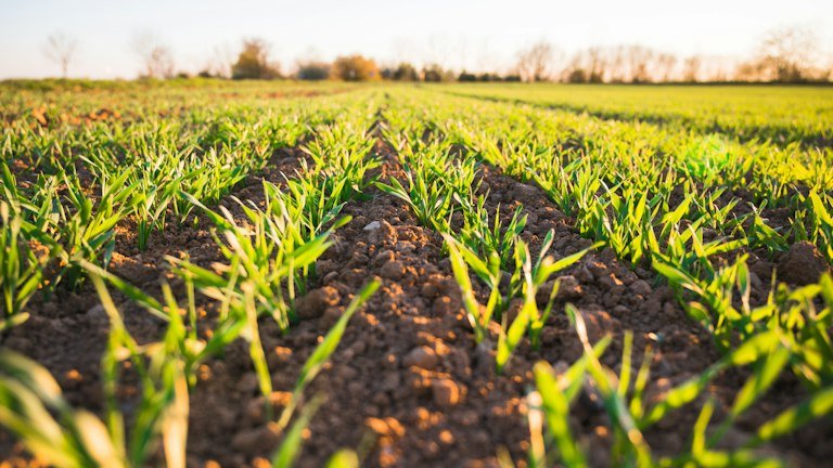 Lavoura comercial representando integração do AGRONEEM ao manejo de resistência e ao Manejo Integrado de Pragas