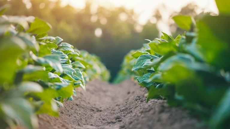 Lavoura de feijão representando o posicionamento do AGRONEEM para mosca-branca e oídio conforme o alvo registrado