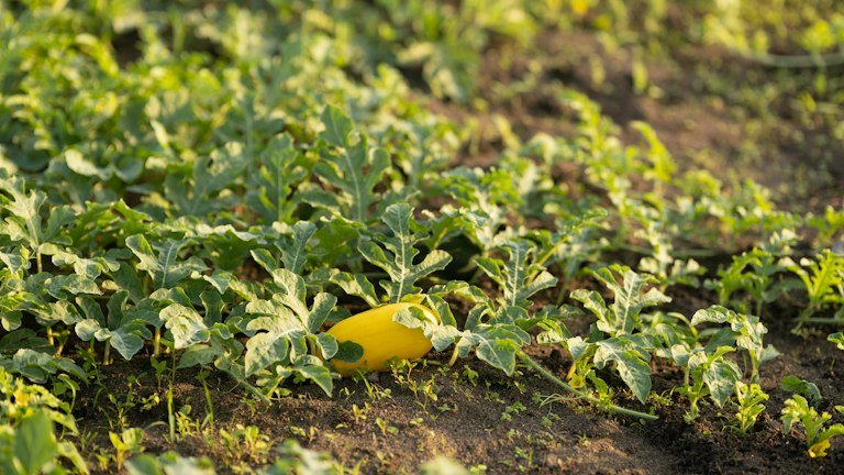 Cultivo de melão representando o manejo de Bemisia argentifolii com AGRONEEM