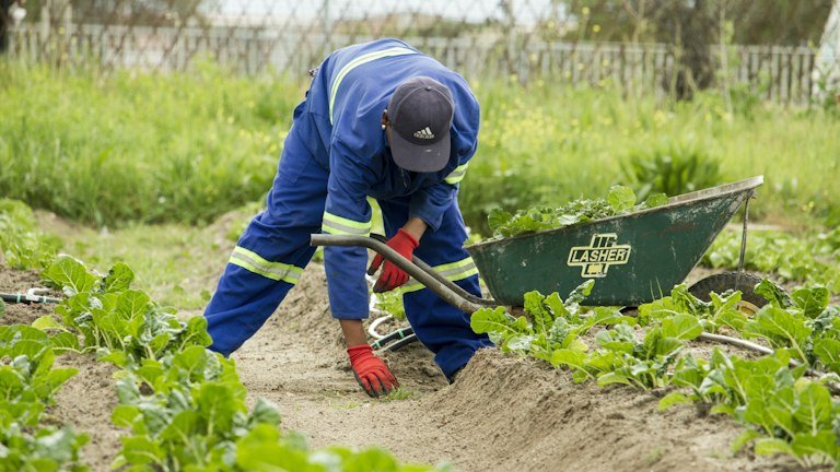 Trabalhadora em área agrícola representando cuidados de segurança e reentrada após aplicação do AGRONEEM