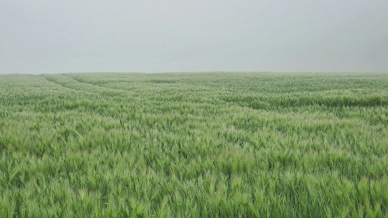 Área agrícola representando comparação das doses de AZON em cereais e cana-de-açúcar