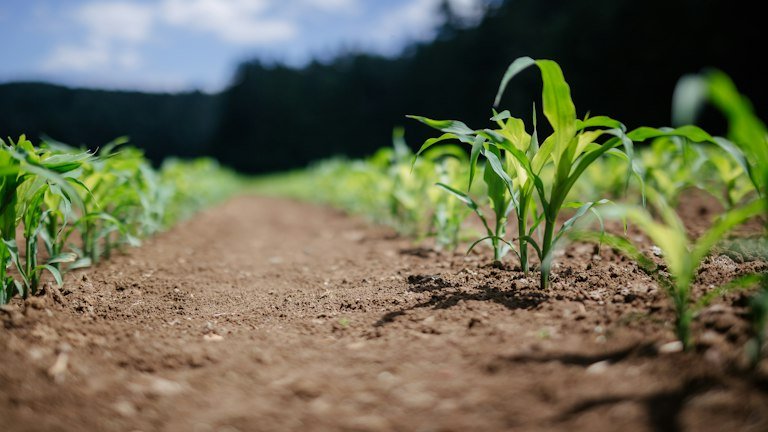 Plântula em solo agrícola representando implantação de áreas novas com AZON