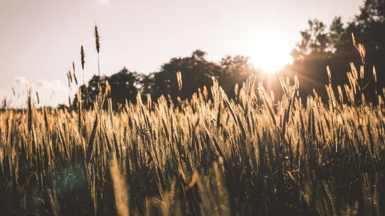 Lavoura sob forte incidência solar representando condições de calor e estresse térmico em plantas