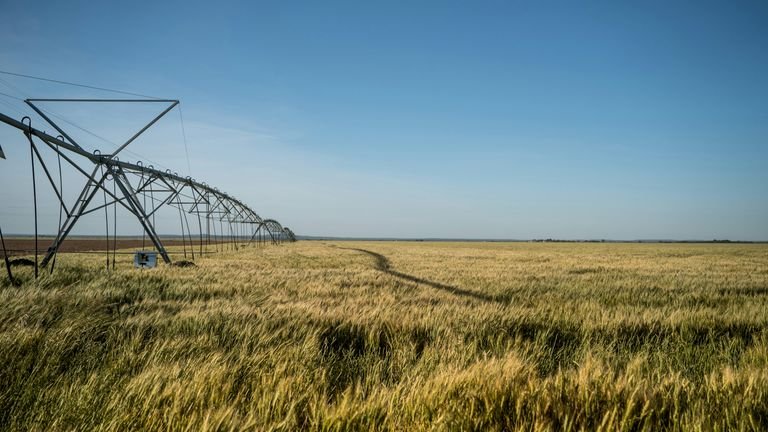 Lavoura irrigada em campo representando disponibilidade de água, capacidade de campo e secagem do solo