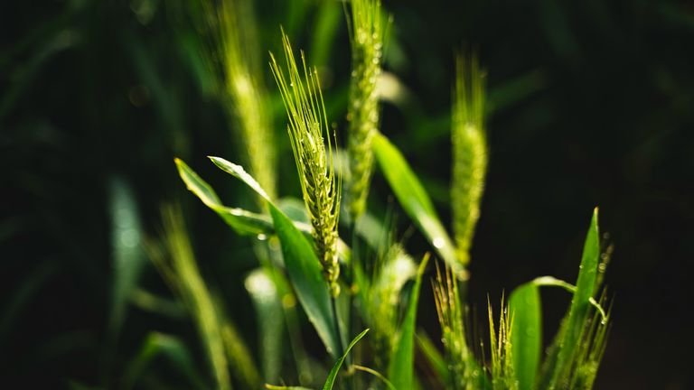 Plantas de trigo em desenvolvimento representando metabolismo de aminoácidos em tecidos vegetais