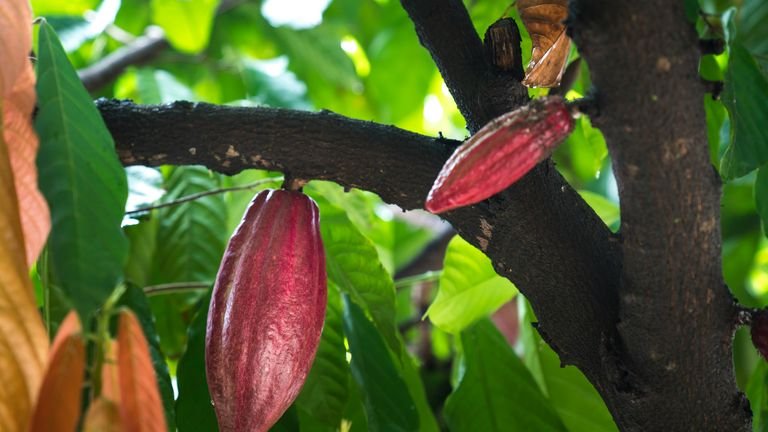 Folhas e estruturas do cacaueiro em close representando amostragem e diagnóstico nutricional da cultura