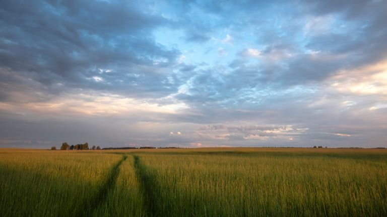 Operação agrícola em campo ao entardecer representando planejamento de aplicação de agentes microbiológicos