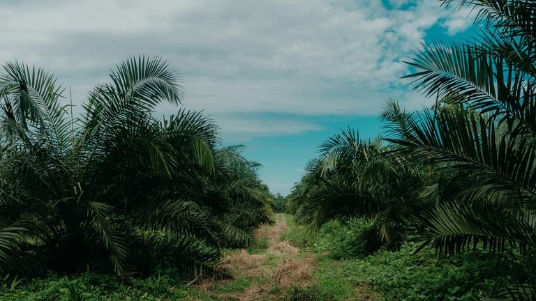 Cultivo comercial de cacau representando planejamento da aplicação foliar conforme dose e fase da lavoura
