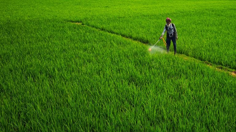 Aplicação foliar manual em cultivo representando cobertura e manejo correto da calda