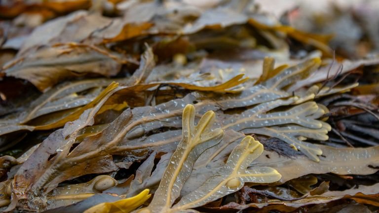 Alga marinha em ambiente costeiro representando matéria-prima de extratos usados em bioestimulantes agrícolas
