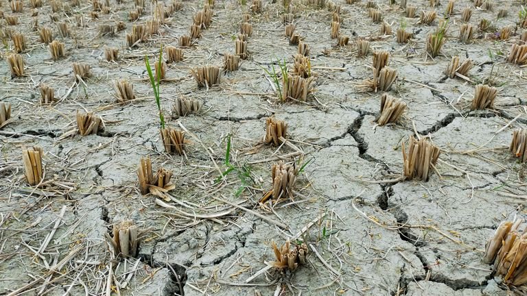 Lavoura sob condição de seca representando estresse abiótico e seus limites fisiológicos