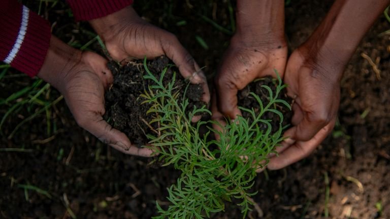 Mãos com muda jovem no solo representando a interação entre inoculantes e desenvolvimento radicular