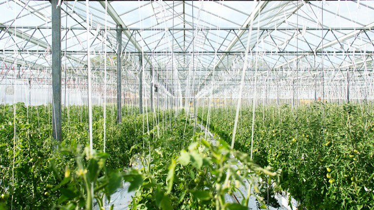 Cultivo protegido de tomate representando o manejo da traça-do-tomateiro com BIOBREV FULL