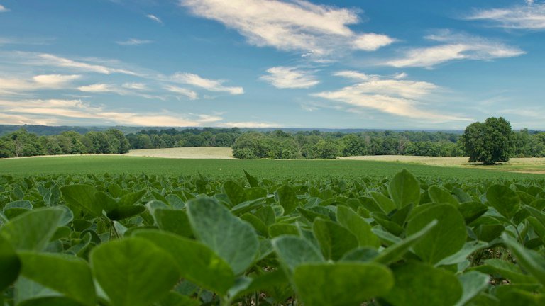 Lavoura comercial representando integração entre irrigação e aplicação do BOVEON