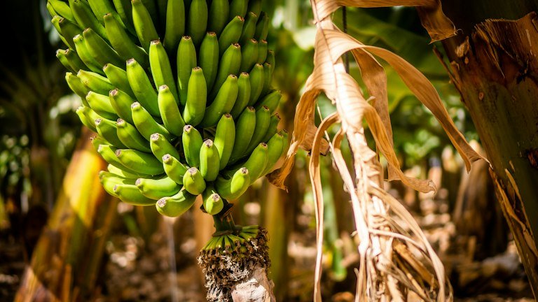 Cultivo agrícola representando formulação WP e preparo do BOVEON