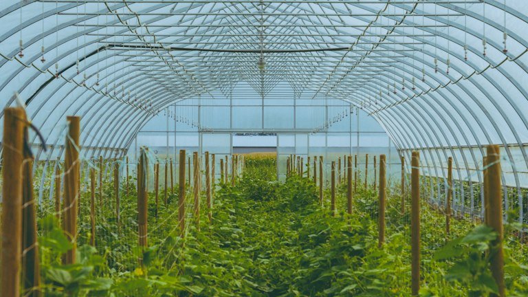 Cultivo comercial representando intervalo de segurança e uso conforme bula do BOVEON